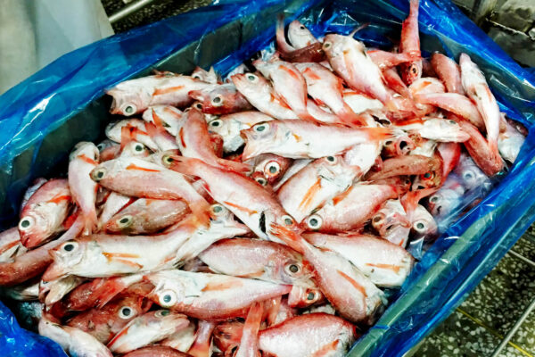 Seafood procurement