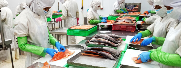 Vietnam Seafood Processing